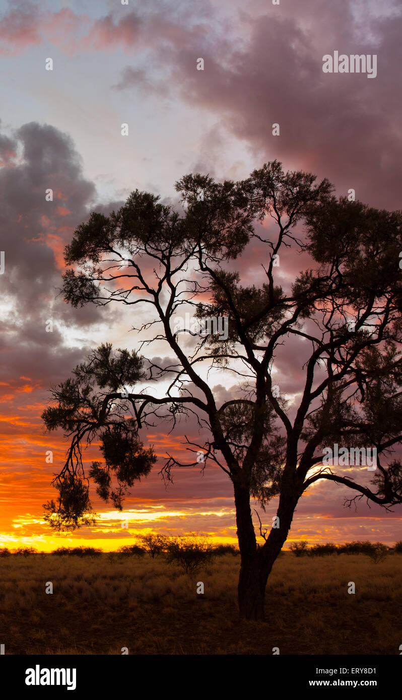Silhouette von Eucayptus Bäumen bei Sonnenuntergang im australischen Outback, in der Nähe von Longreach, Queensland Stockfoto