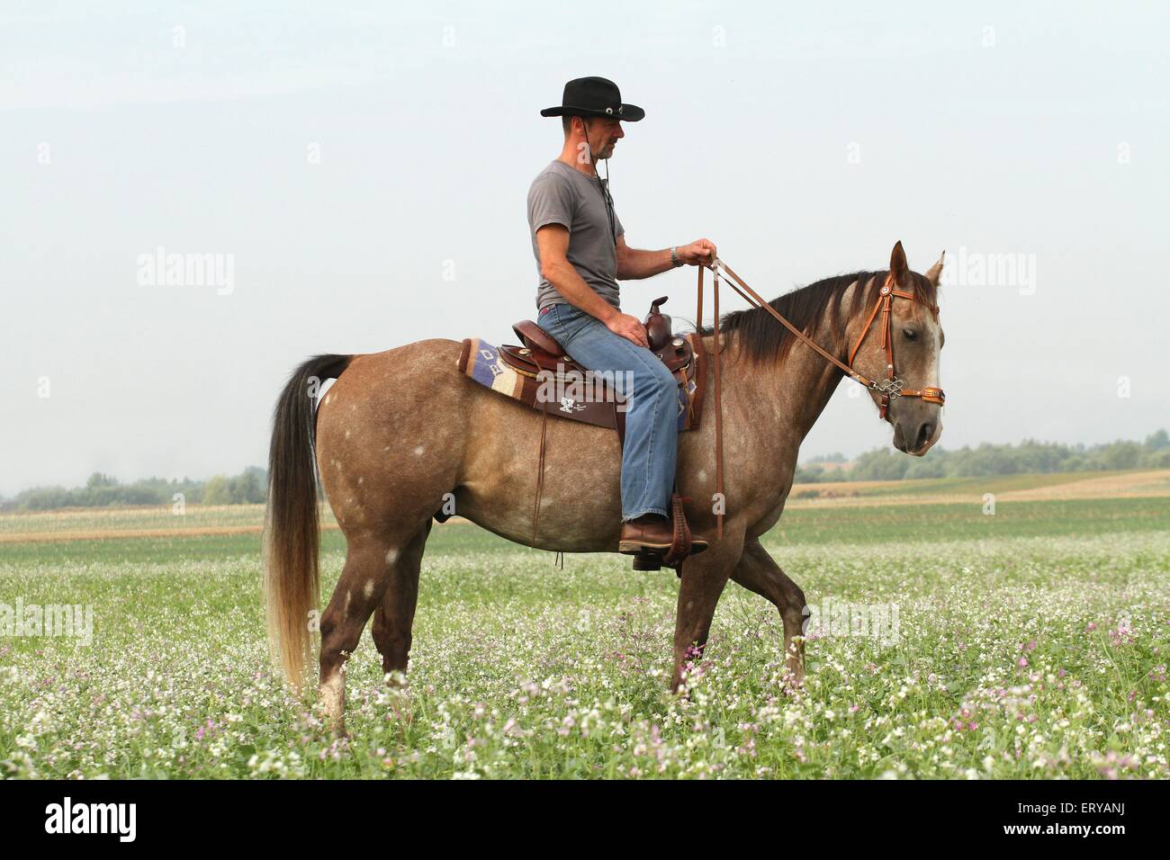 Mann fährt American Paint Horse Stockfoto