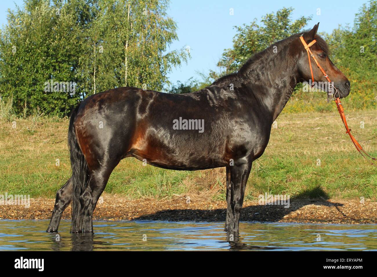 Pony im Wasser Stockfoto