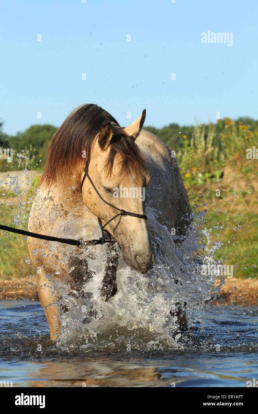 Quarter Horse Baden Stockfoto