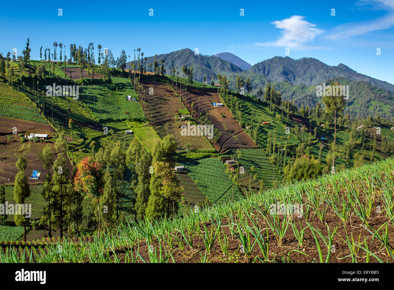 Gemüsekulturen auf den hügeligen Feldern. Java, Indonesien Stockfoto