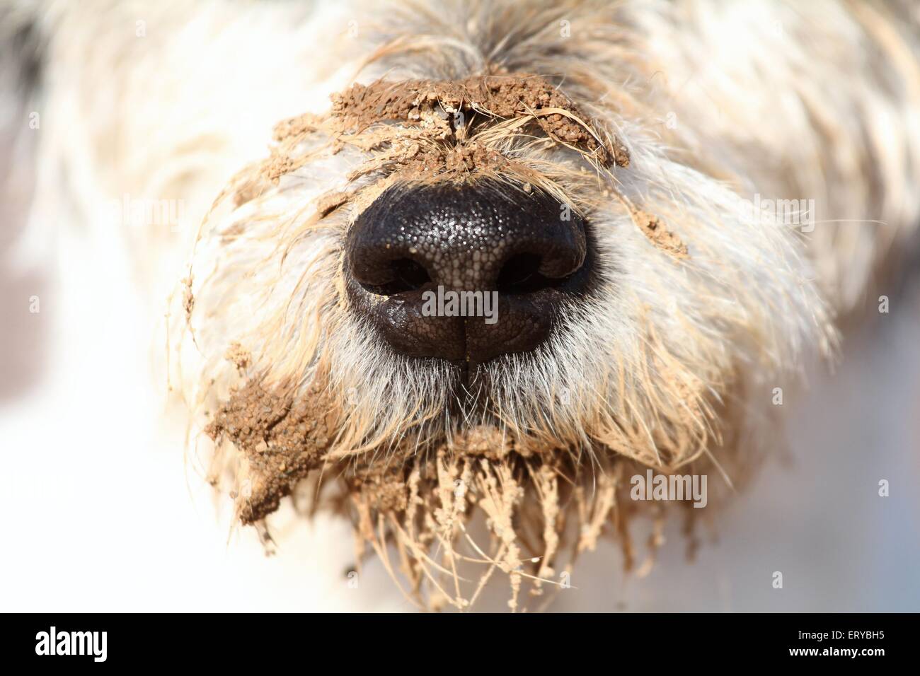 Parson Russell Terrier Nase Stockfoto