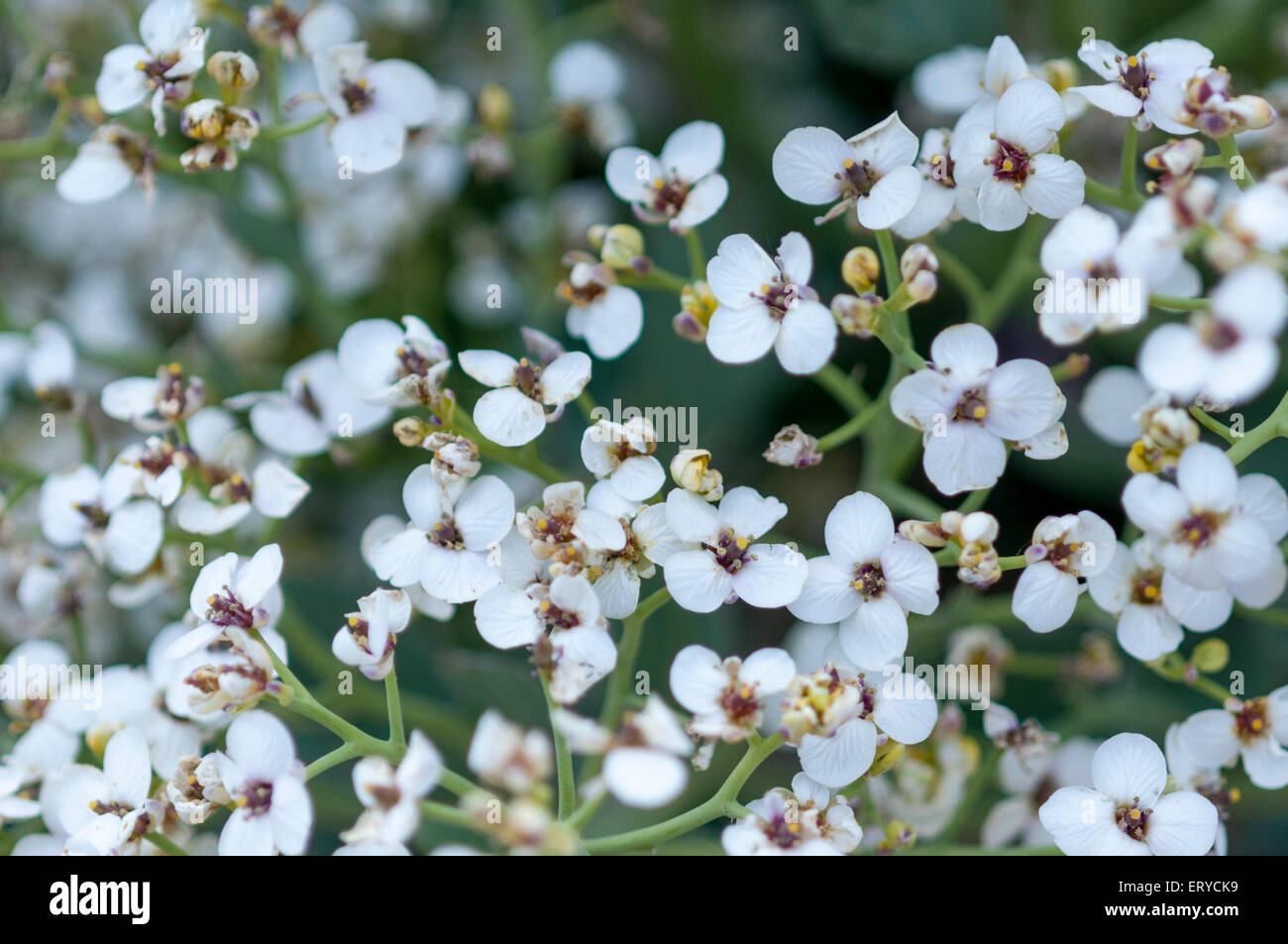 Blume der Meerkohl am Kiesstrand von Bishopstone, East Sussex Stockfoto