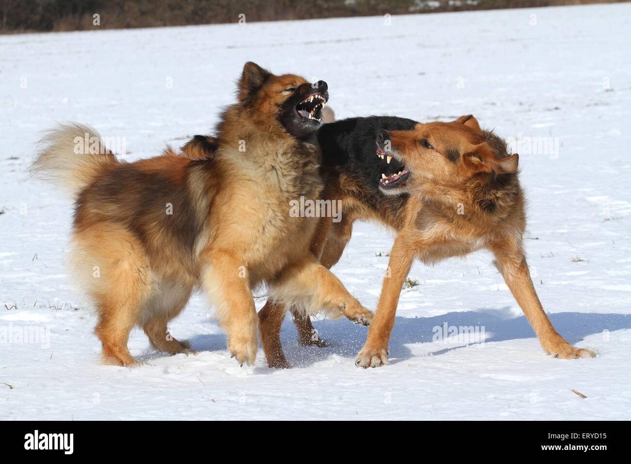 2 Hunde Stockfoto