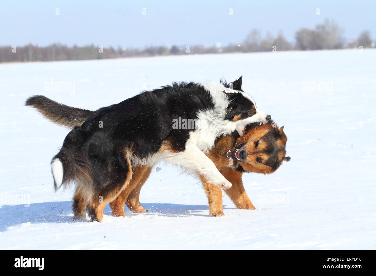 2 Hunde Stockfoto