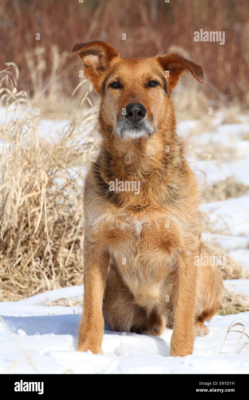 sitzen-Mischling Stockfoto