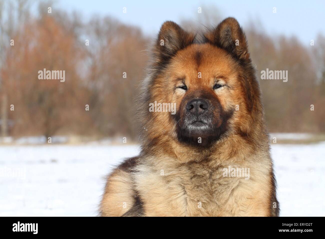 Eurasische Portrait Stockfoto