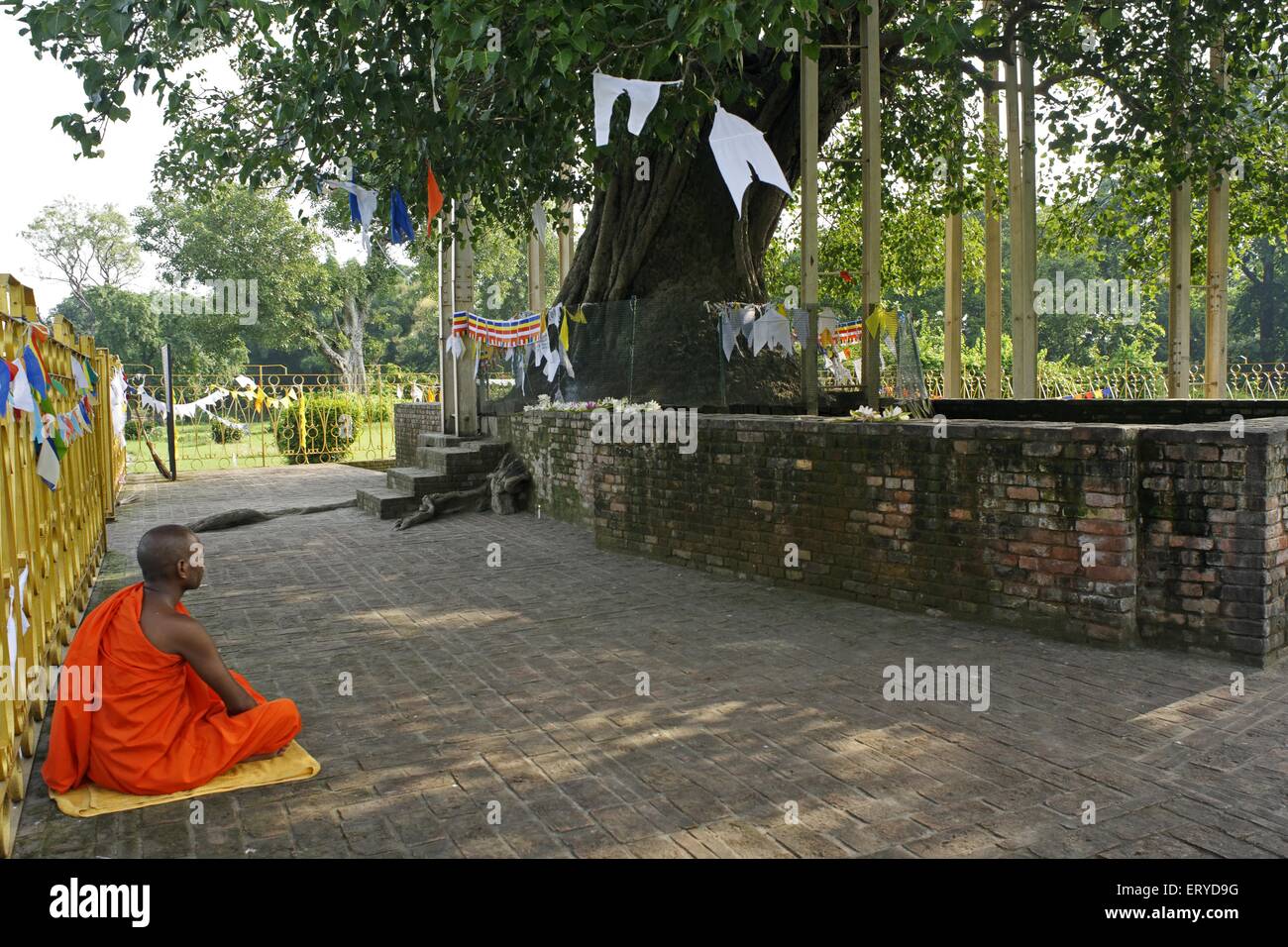 Beten an buddhistischen Mönch; Sarasvati; Uttar Pradesh; Indien Stockfoto