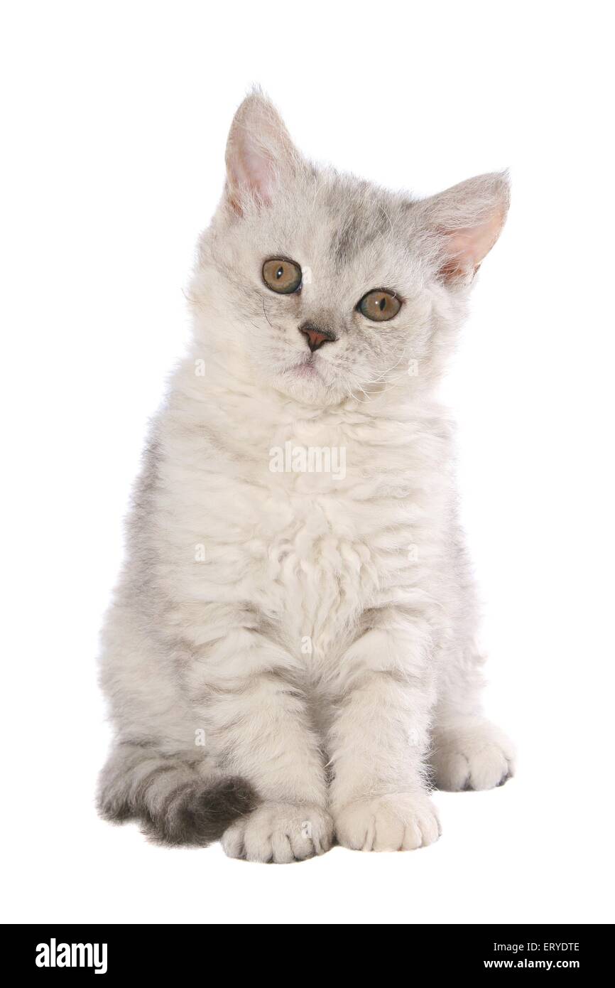 Selkirk Rex Kätzchen sitzen Stockfoto