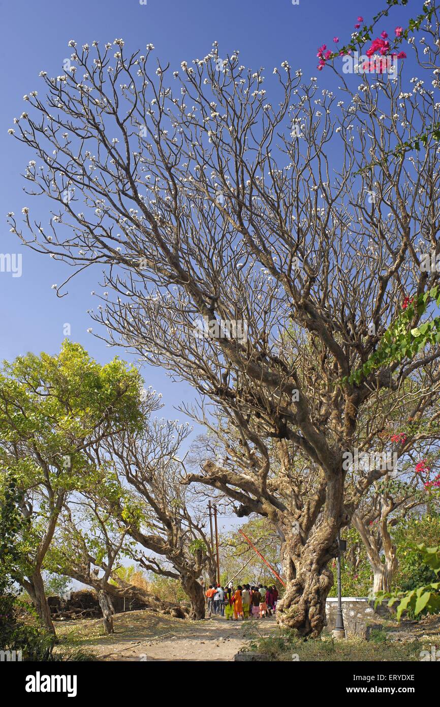 Shivneri Fort, blühenden Baum, Geburtsort von Shivaji Maharaj; taluka Junnar; Bezirk Pune; Maharashtra; Indien, asien Stockfoto