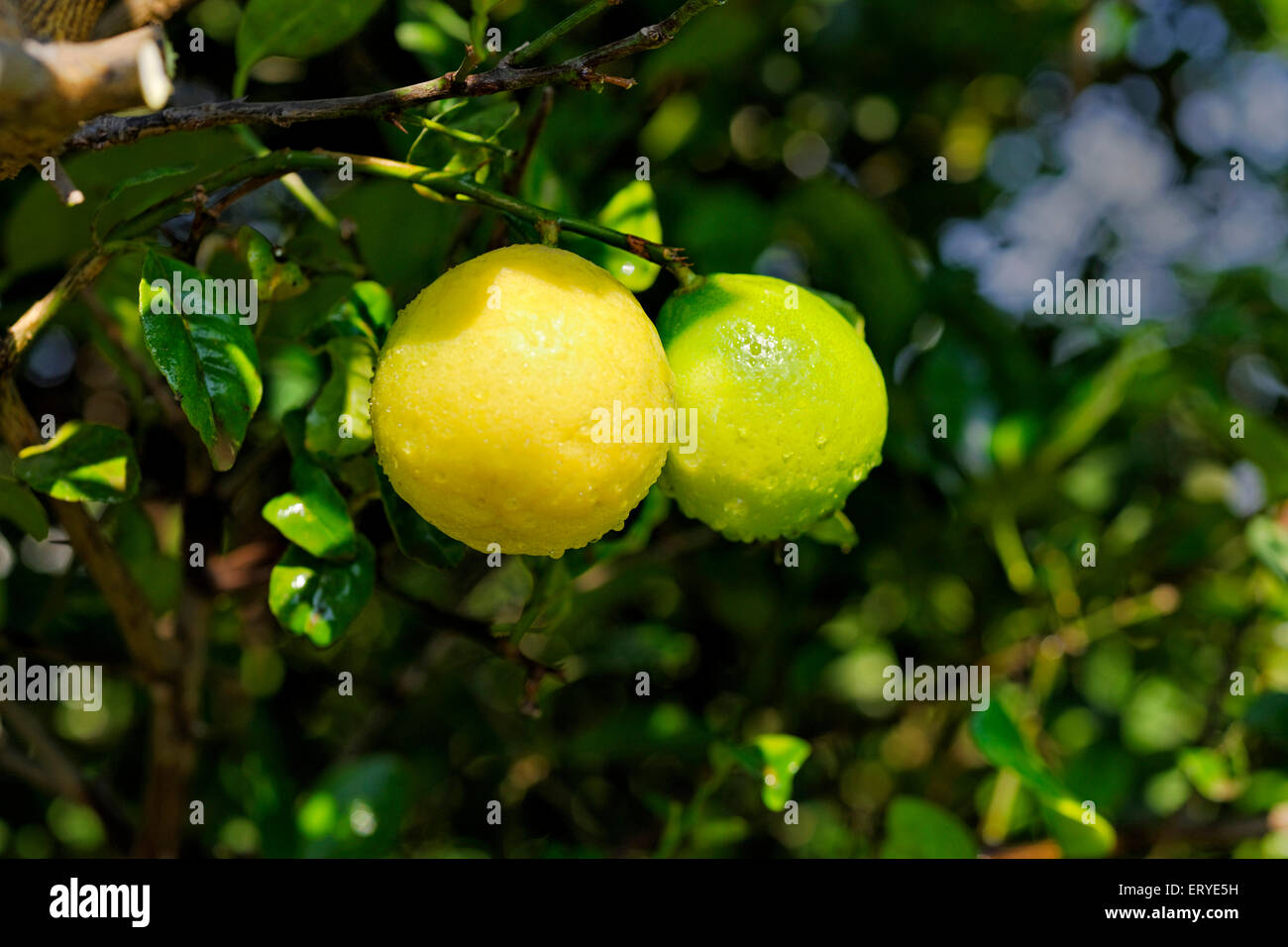 Lime-Zitronensauce Vitamin c; Zitronensaft und Zitronenschale Tang; Indien Stockfoto
