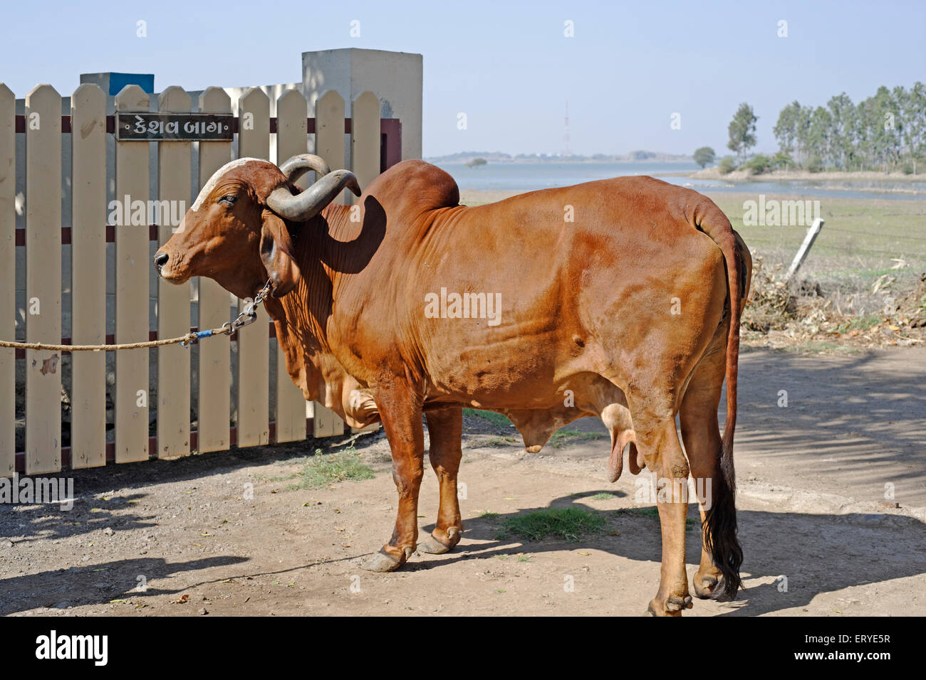 Kuh stehend vor Tor; Gujarat; Indien Stockfoto