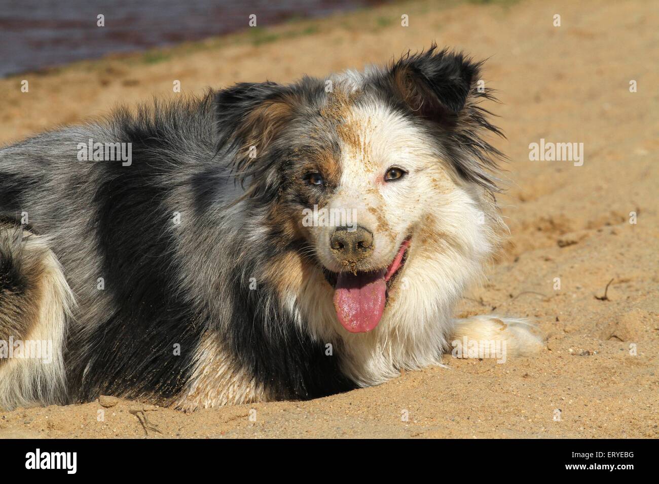 Border-Collie liegend Stockfoto