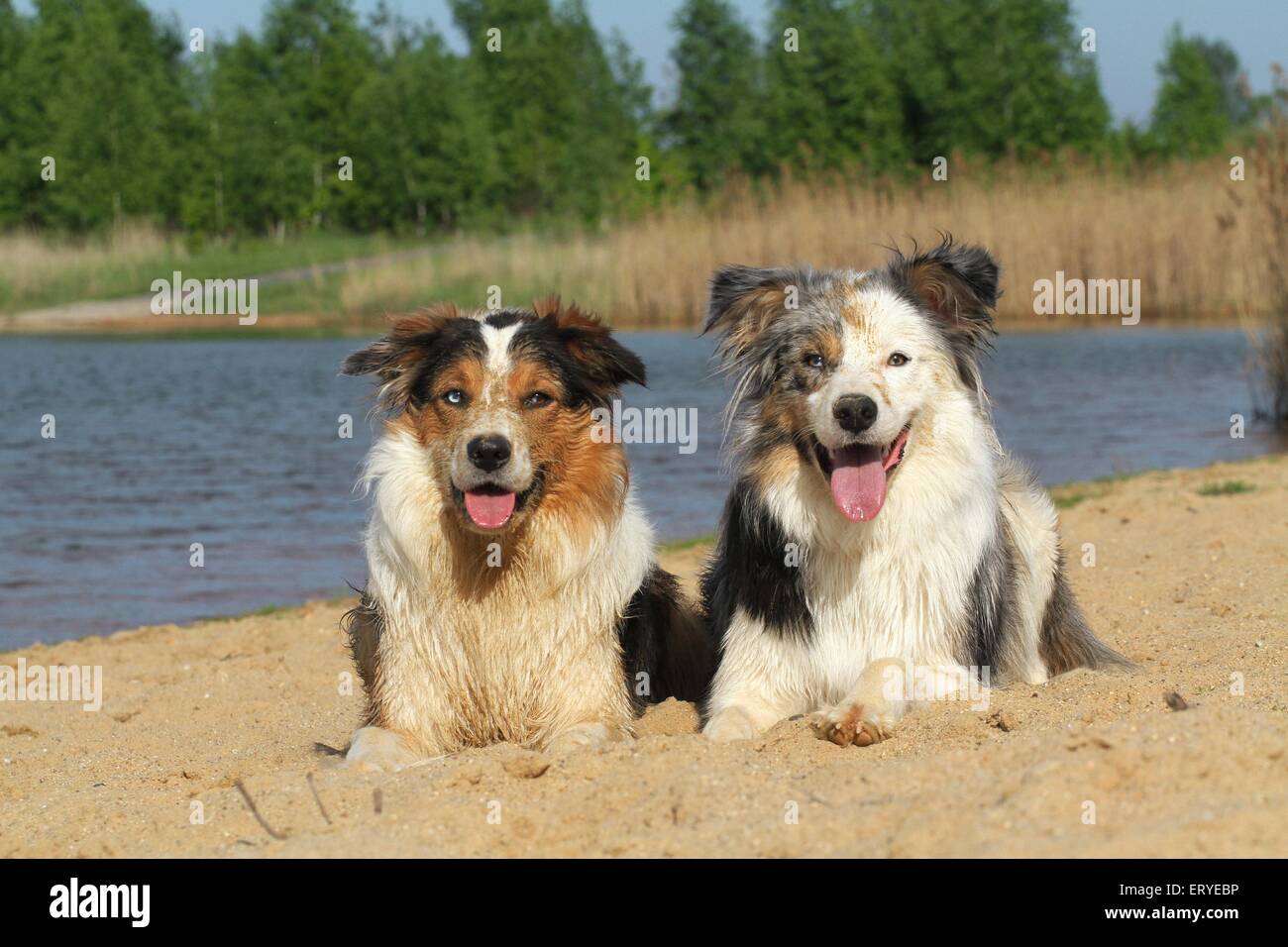 2 Hunde am Strand Stockfoto