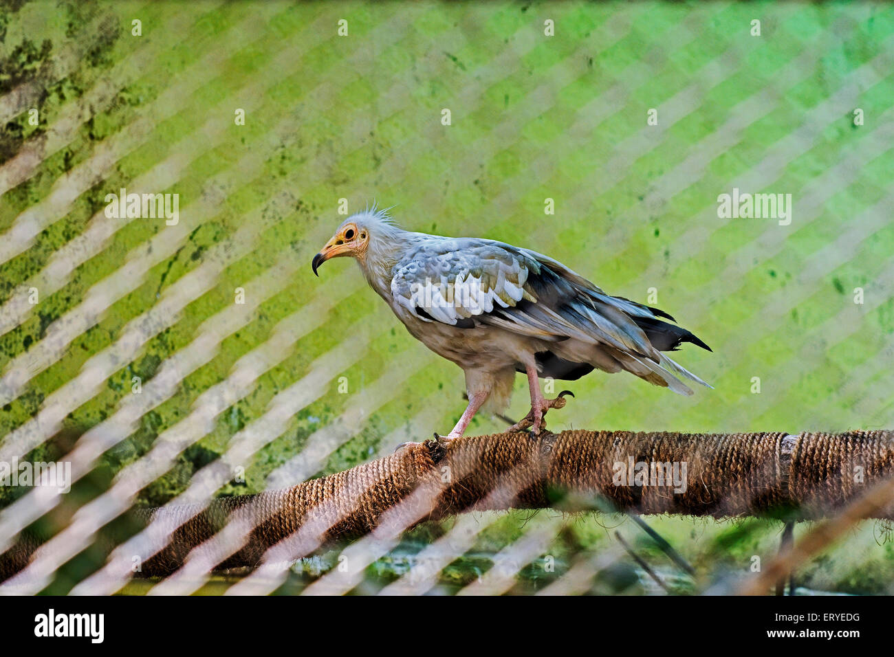 Wilde Vogel; Schmutzgeier; Sakkarbag; Distrikt Junagadh; Gujarat; Indien Stockfoto