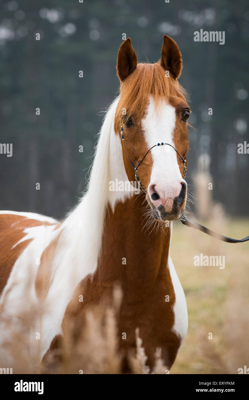 Pinto stallion horse Fotos und Bildmaterial in hoher Auflösung Alamy
