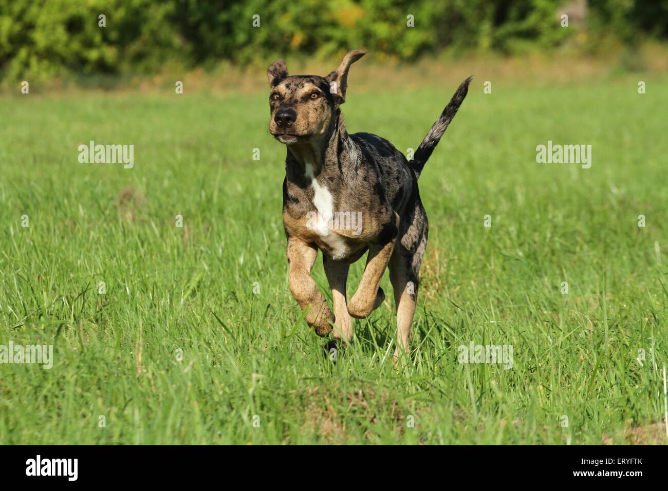 Louisiana Catahoula Leopard Dog ausgeführt Stockfoto