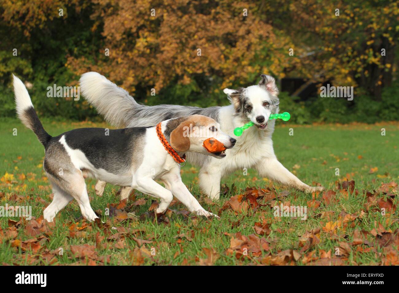 2 Hunde Stockfoto