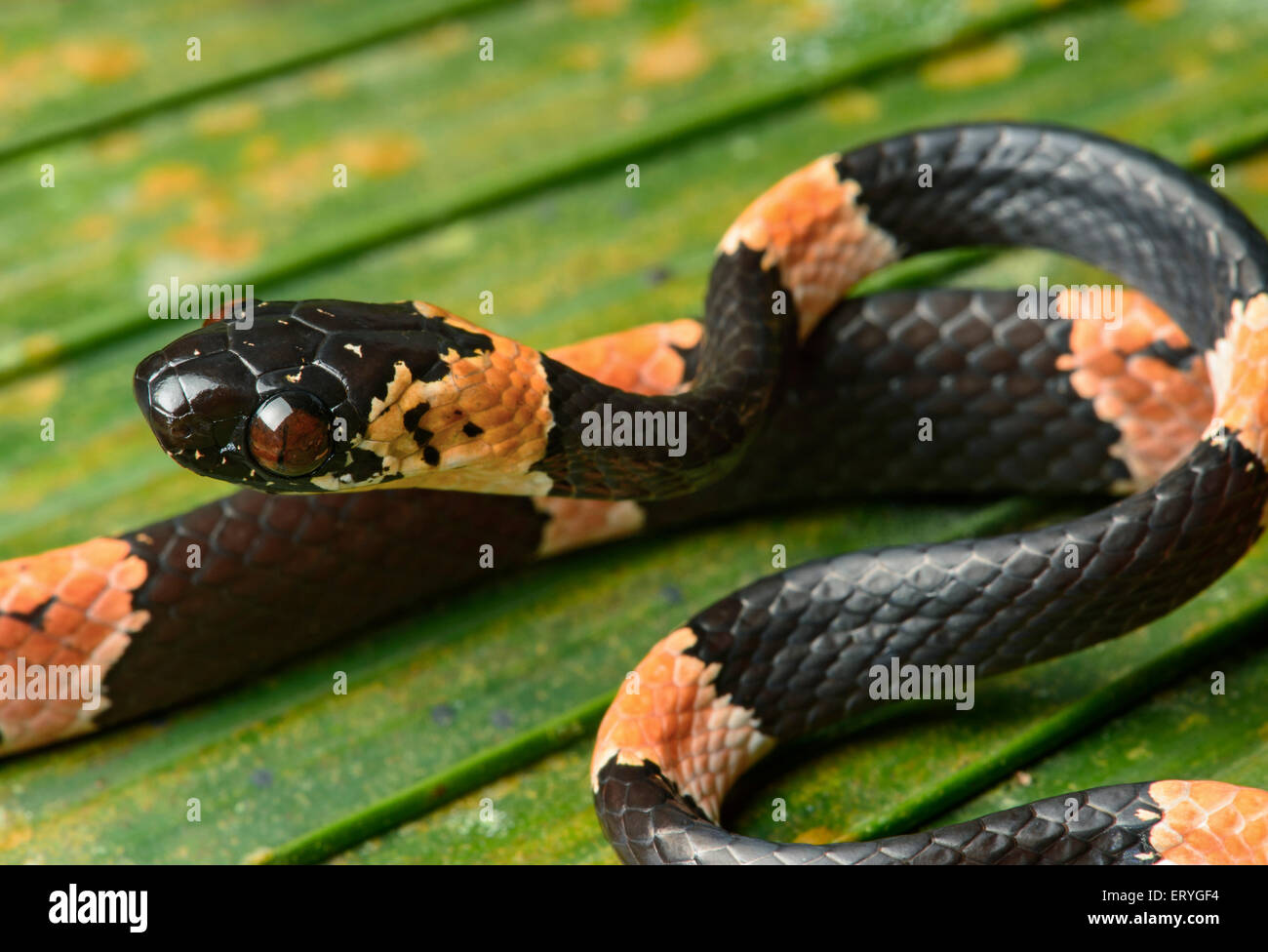 Juvenile anmutig Schnecke-Esser (Dipsas Gracilis), nicht giftig, Chocó Regenwald, Ecuador Stockfoto