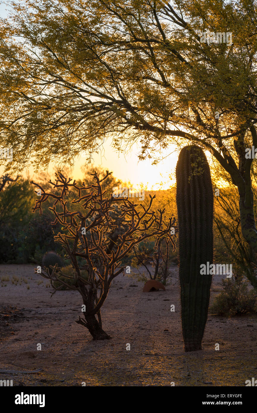 Saguaro-Kakteen (Carnegiea Gigantea) und Hirschhorn Cholla Kaktus (Opuntia versicolor) bei Sonnenuntergang, Sonora-Wüste, Tucson, Arizona Stockfoto