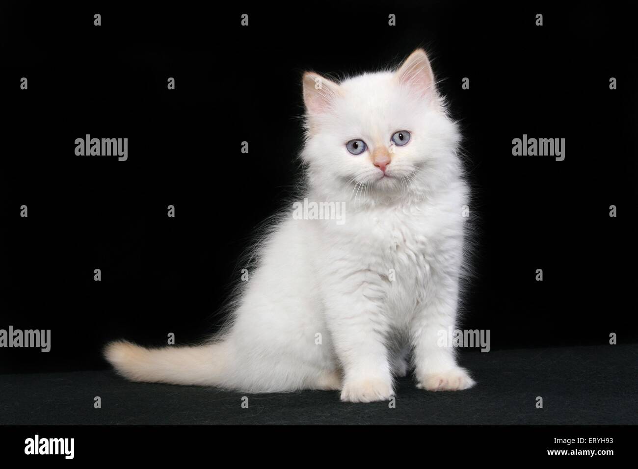 Selkirk Rex Kätzchen mit geraden Haaren Stockfoto