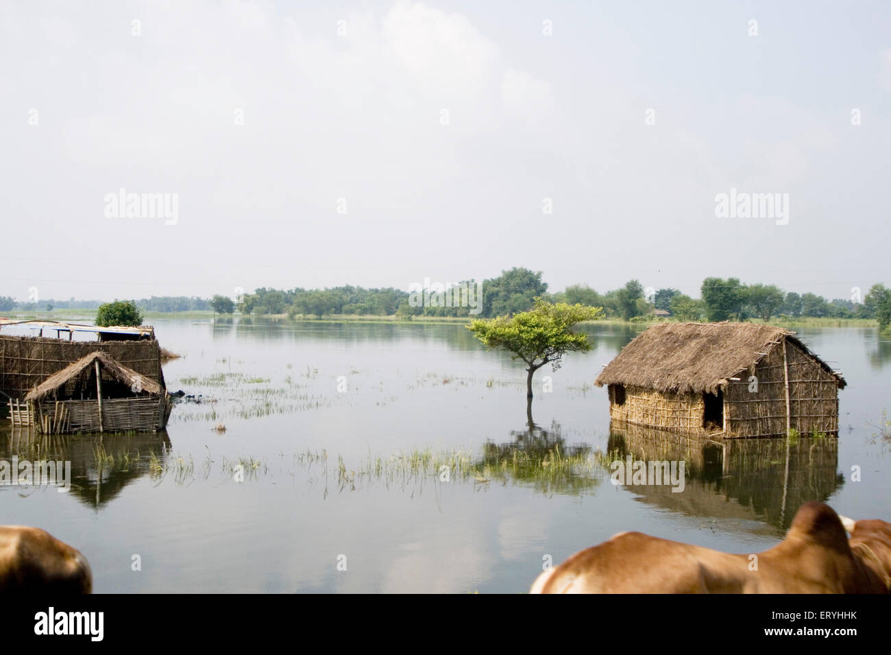 Untergetauchte Häuser, Flutflut des Kosi, Koshi, Purnea, Purnia Bihar, Indien, Asien, Indien, Asien Stockfoto