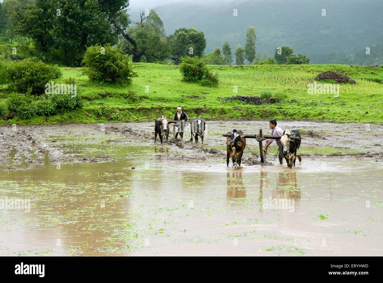 Blick auf einem Reisfeld in Monsun; Nasik; Maharashtra; Indien Stockfoto, Bild 83585305 Alamy