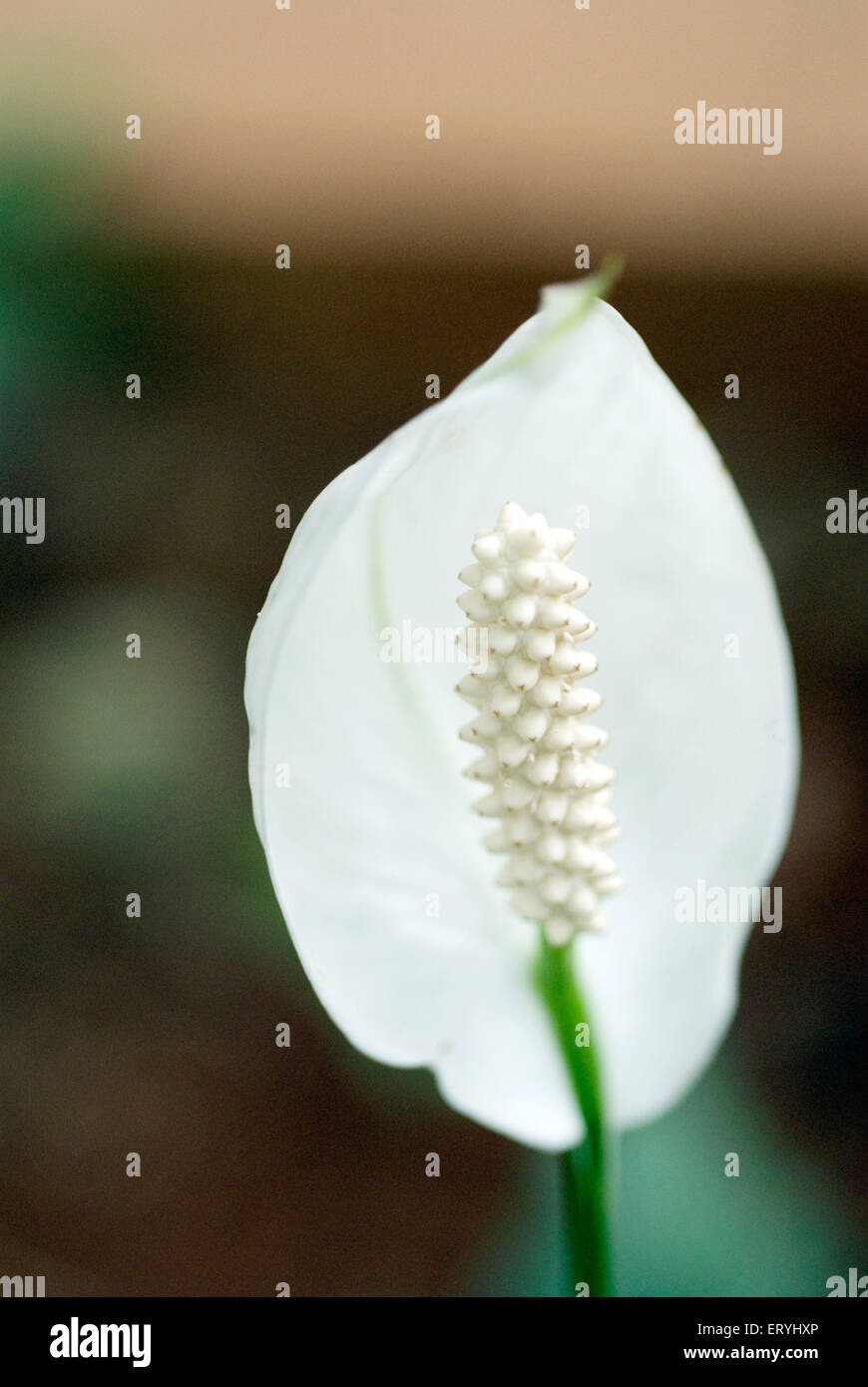 Frieden Lilie Anlage , spath Pflanzen , Spathiphyllum , zephyr Cobra Anlage , Spathyphyllum wallisii , Stockfoto