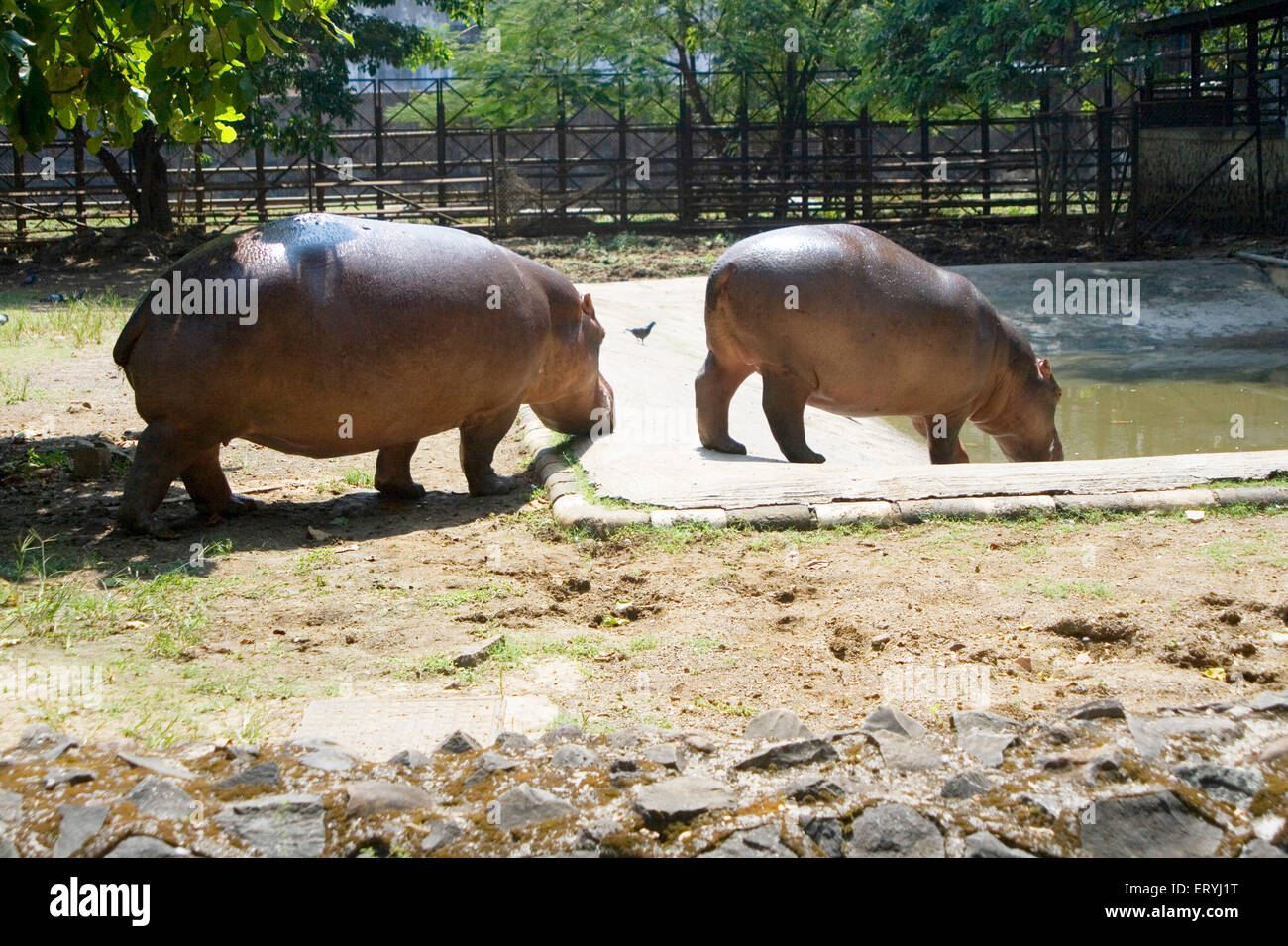 Hippopotamus, Hippo, Jijamata Udyan, Byculla Zoo, Bombay, Mumbai, Maharashtra, Indien, Asien Stockfoto
