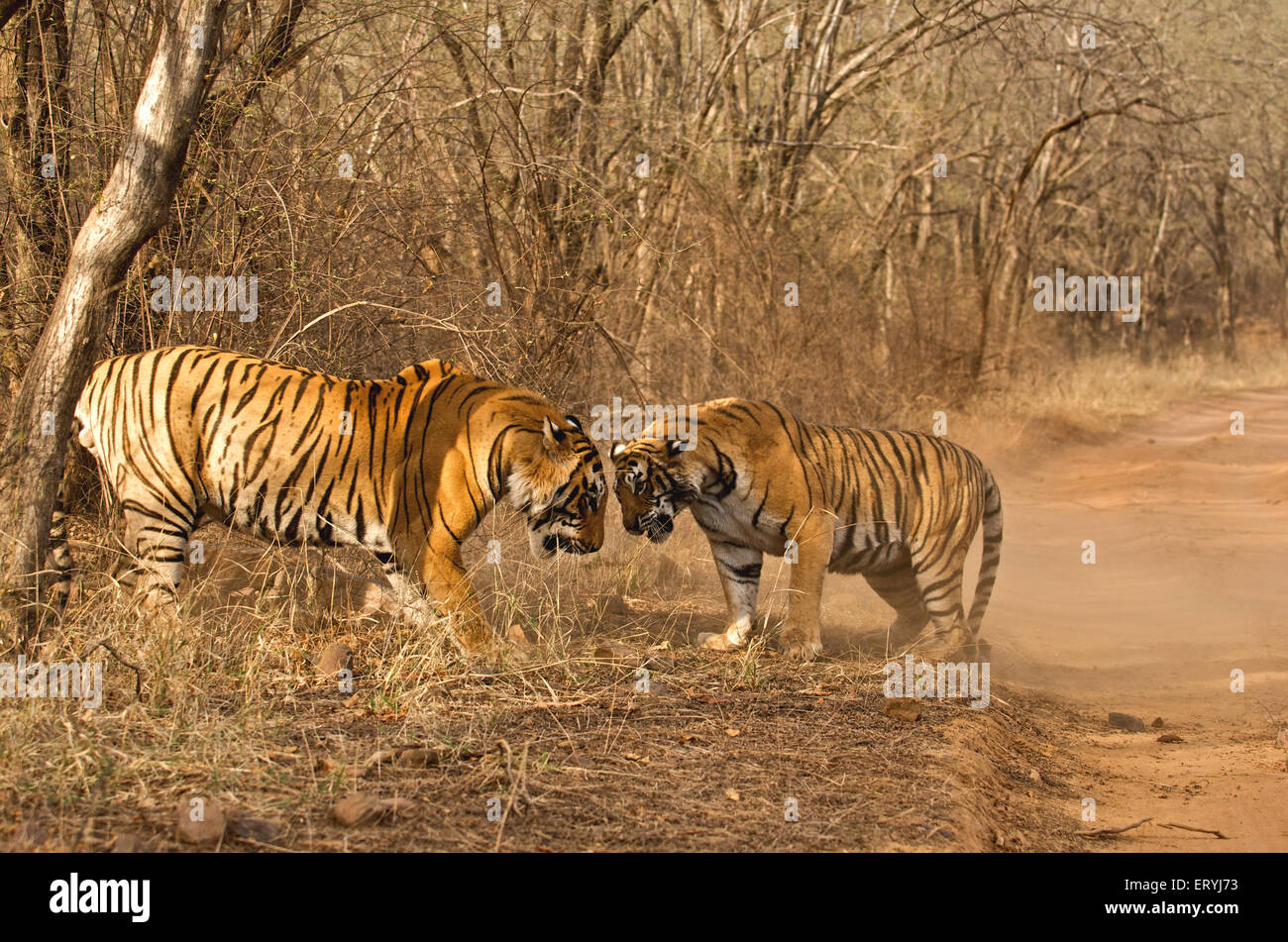 Tiger-Männchen und Weibchen Panthera Tigris Tigris kämpfen; Ranthambore Nationalpark; Rajasthan; Indien Stockfoto