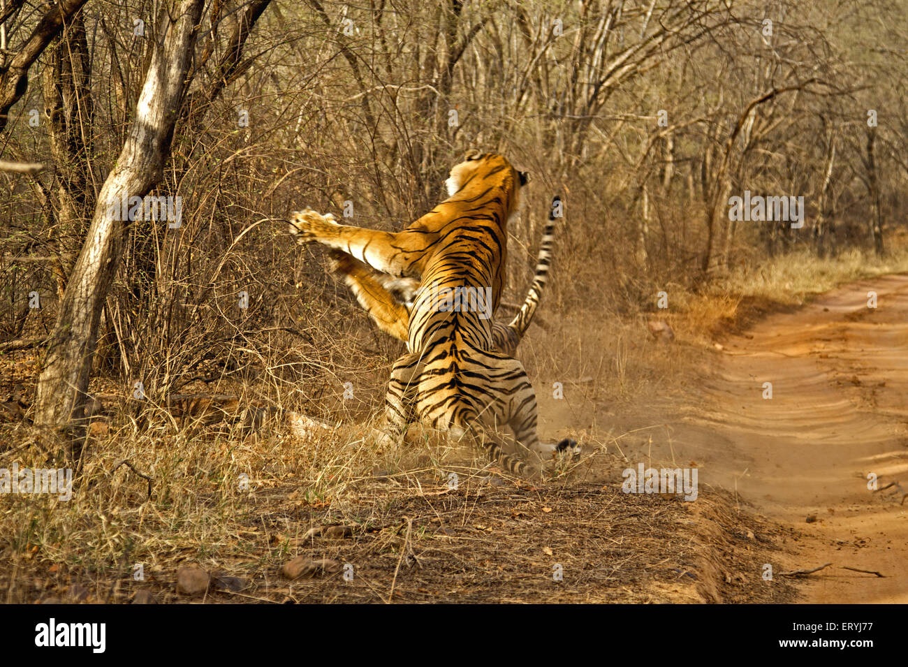Tiger-Männchen und Weibchen Panthera Tigris Tigris kämpfen; Ranthambore Nationalpark; Rajasthan; Indien Stockfoto