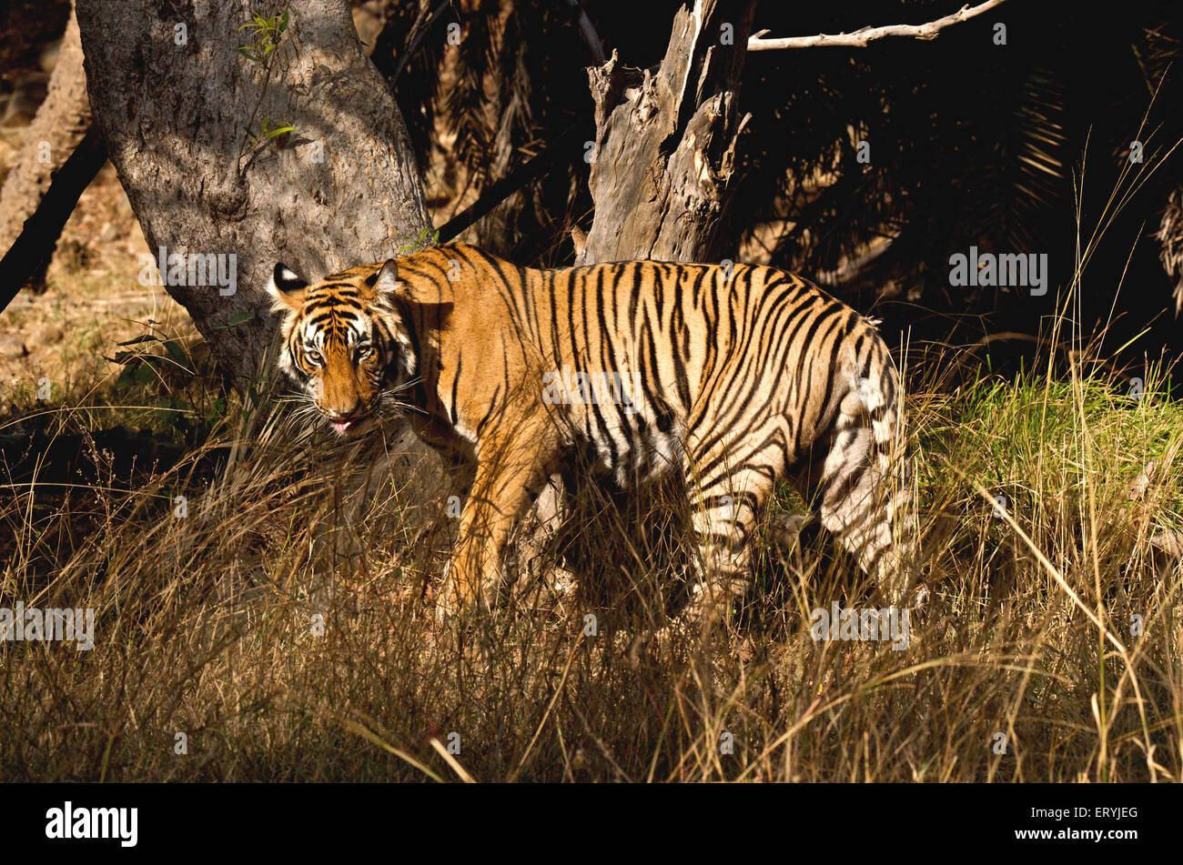 Männliche Tiger Panthera Tigris Tigris in trockenen sommergrün; Ranthambore Nationalpark; Rajasthan; Indien Stockfoto