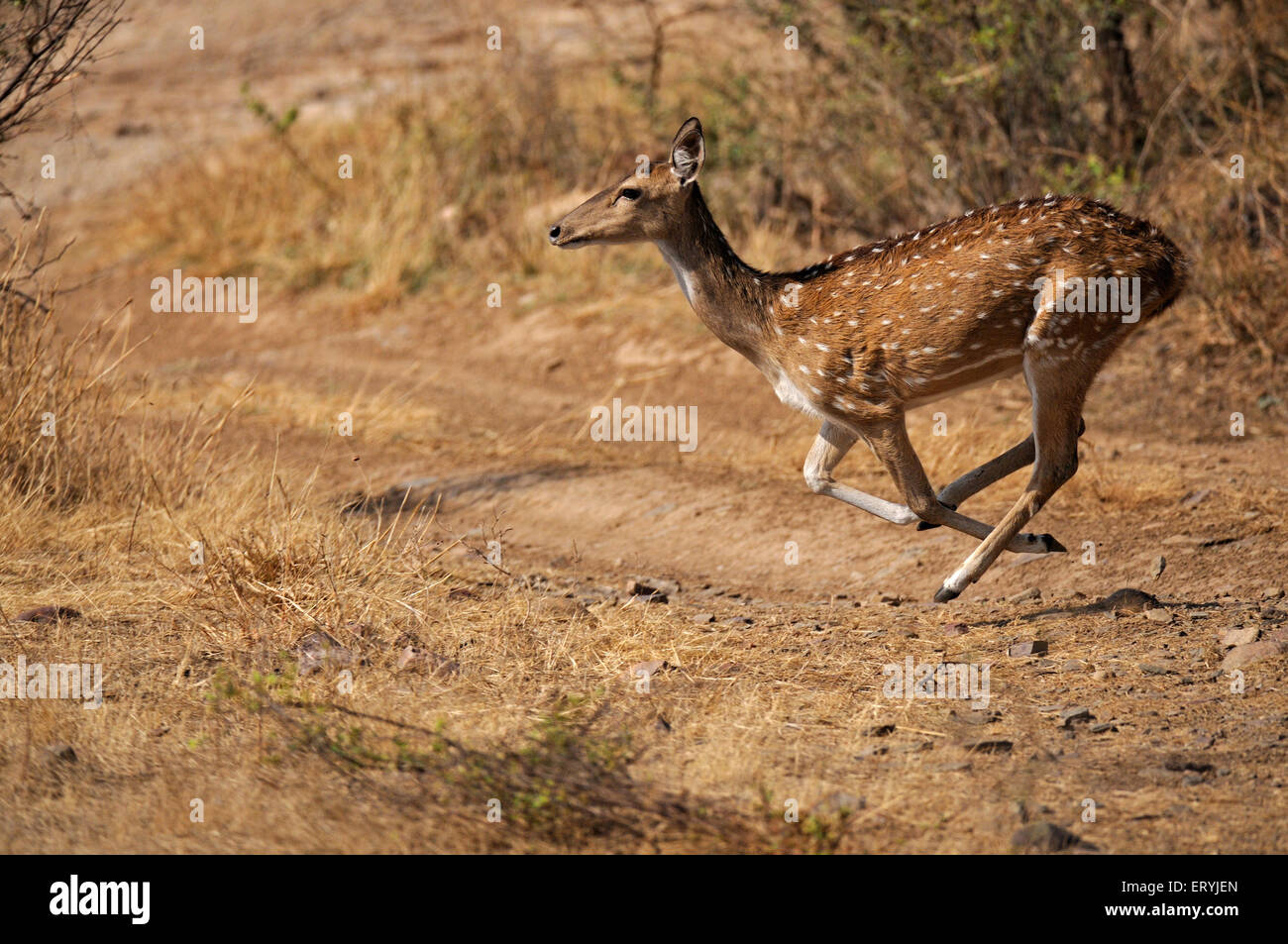 Weibchen entdeckt chital Axishirsche Achse-Achse; Ranthambore Nationalpark; Rajasthan; Indien Stockfoto