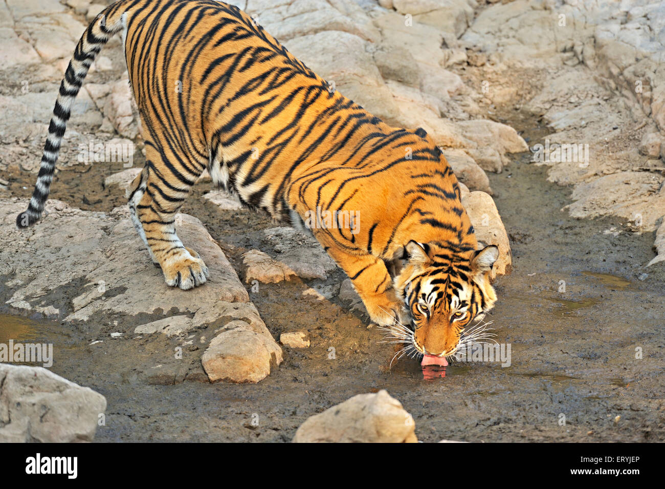 Tiger-Panthera Tigris Tigris an felsigen Wasserstelle; Ranthambore Nationalpark; Rajasthan; Indien Stockfoto