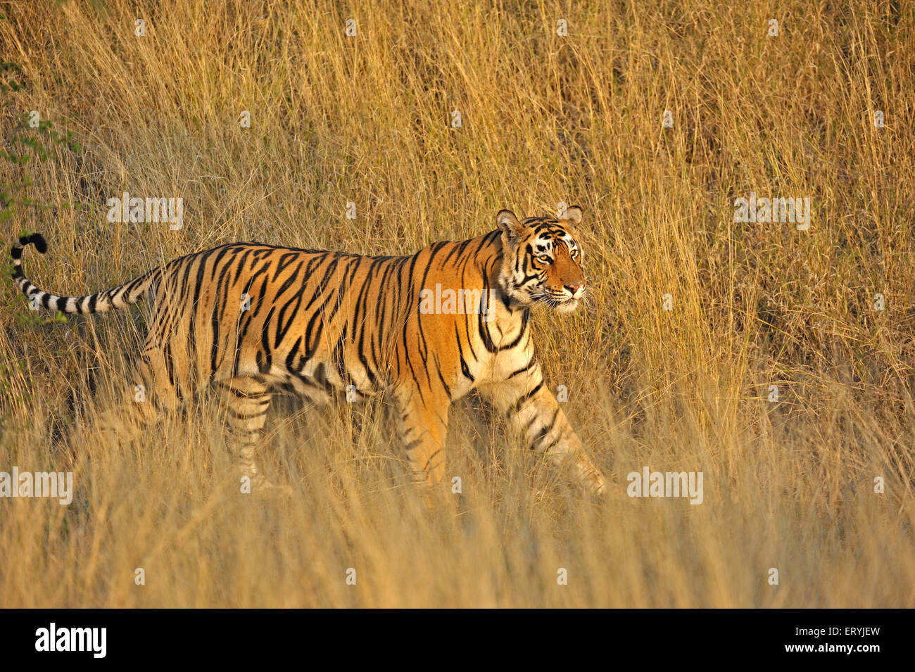 Tiger bewegt sich in trockenen Gräsern; Ranthambore Nationalpark; Rajasthan; Indien; Asien Stockfoto