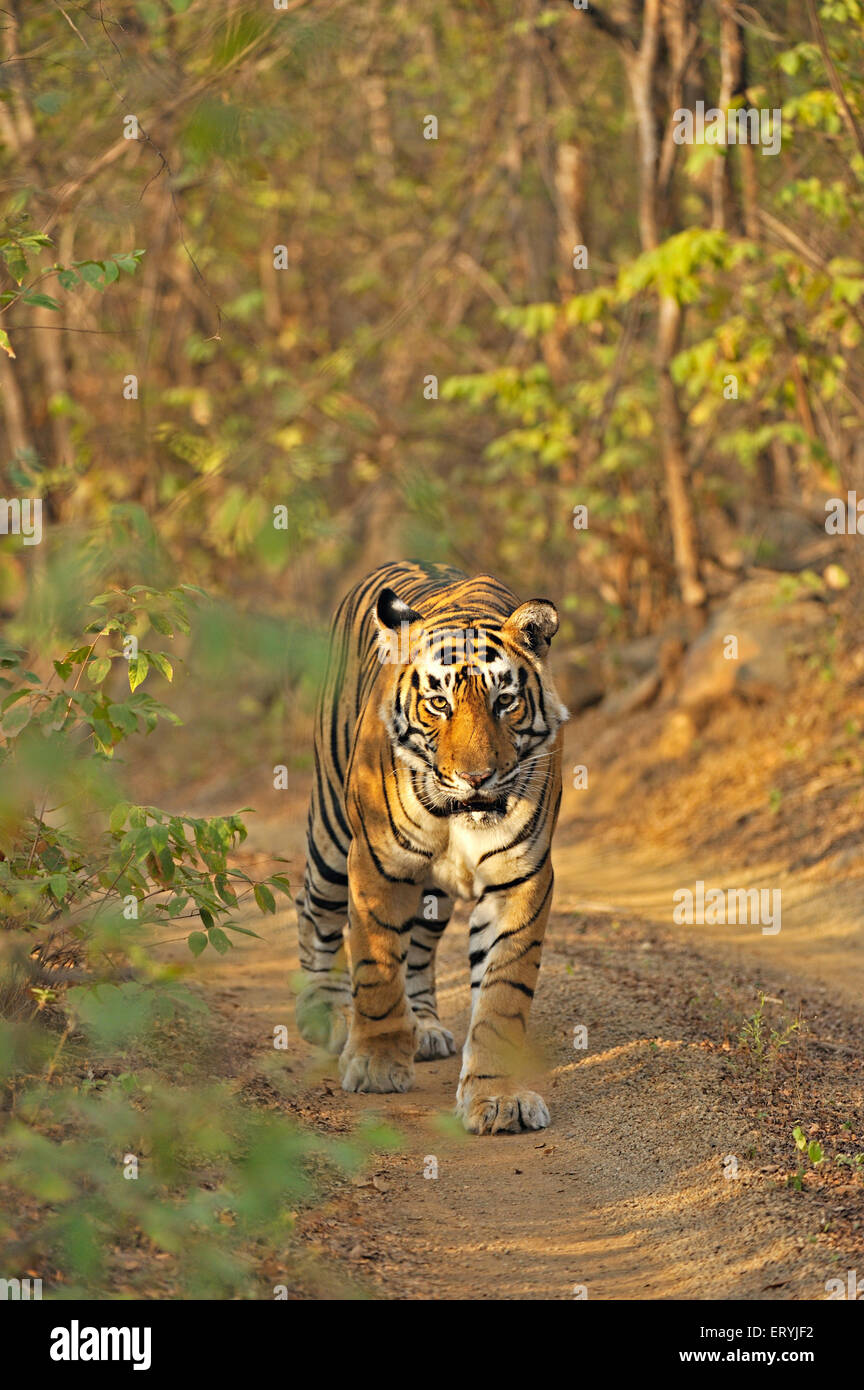 Tiger-Panthera Tigris Tigris zu Fuß; Ranthambore Nationalpark; Rajasthan; Indien Stockfoto
