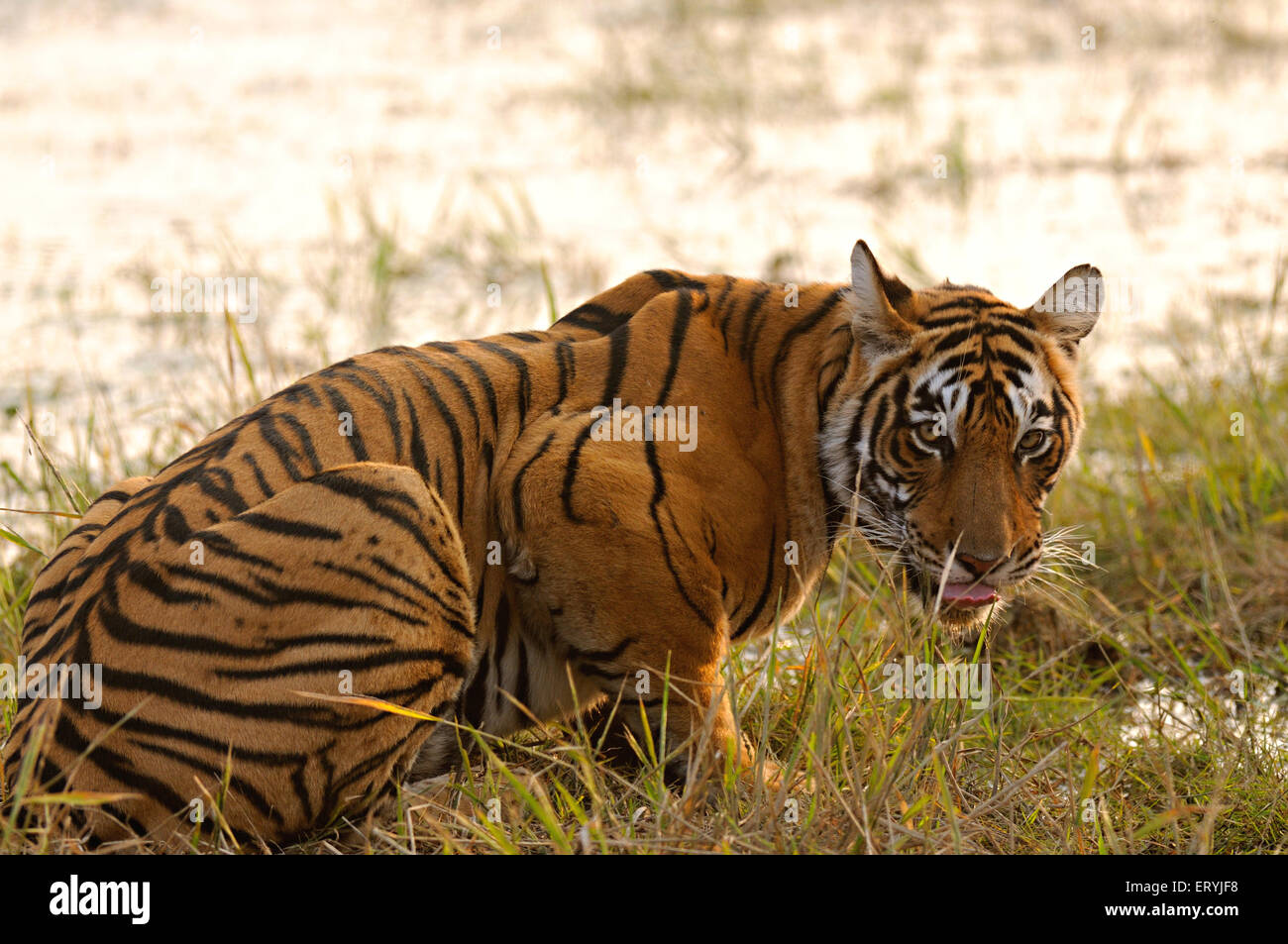 Tiger-Panthera Tigris Tigris starrte; Ranthambore Nationalpark; Rajasthan; Indien Stockfoto