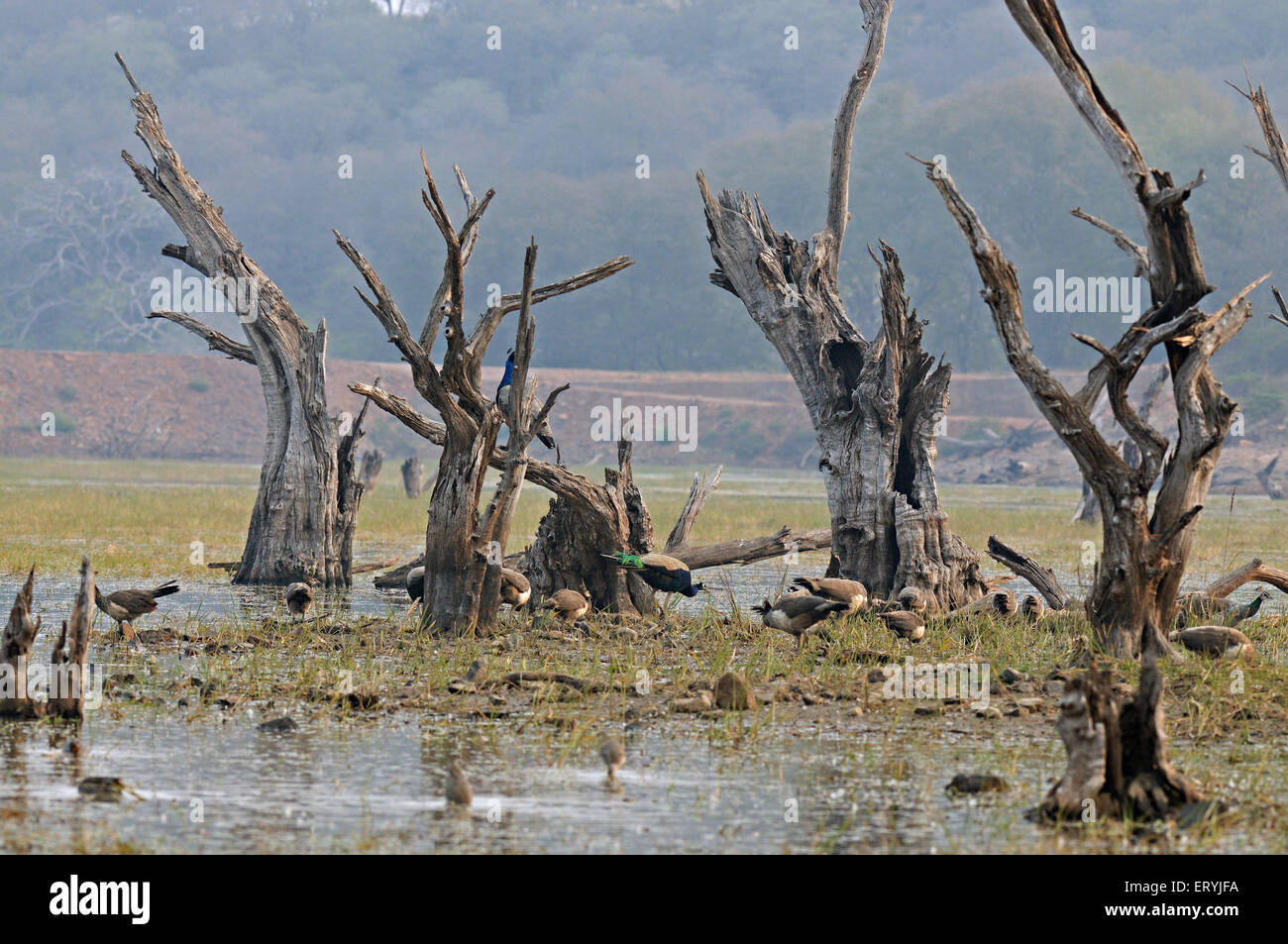 Stämme von toten Bäumen in See, Ranthambore Nationalpark, Sawai Madhopur, Ranthambhore, Rajasthan, Indien, Asien Stockfoto