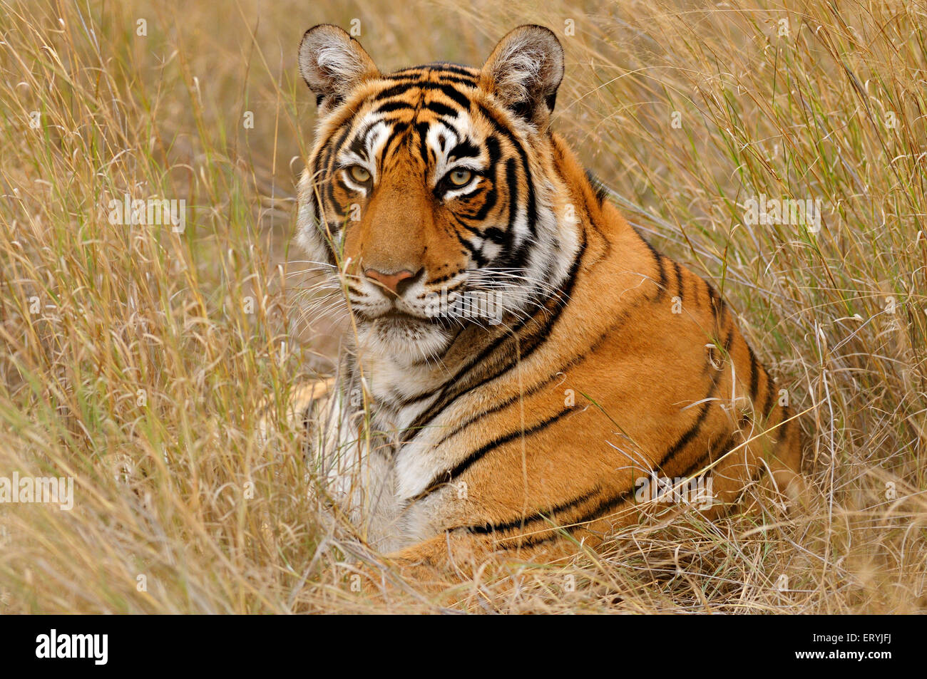 Tiger sitzt auf trockenem Gras Ranthambhore National Park Wildlife Sanctuary Rajasthan India Asia indian Animal Asia asian Tiger Stockfoto