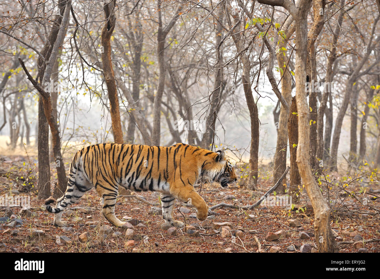 Tiger-Panthera Tigris Tigris bewegen im Wald; Ranthambore Nationalpark; Rajasthan; Indien Stockfoto