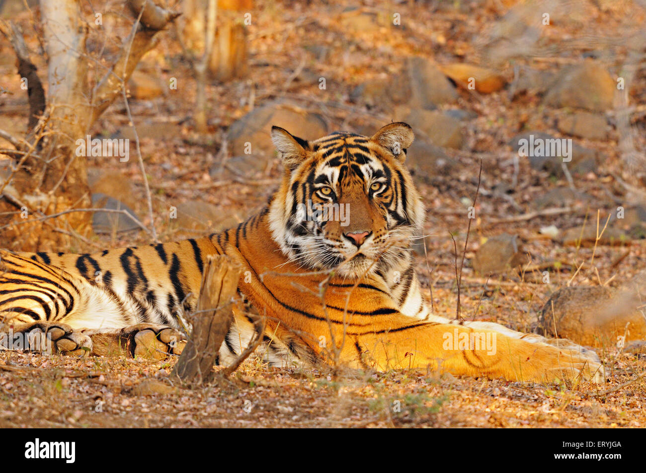 Tiger-Panthera Tigris Tigris sitzen; Ranthambore Nationalpark; Rajasthan; Indien Stockfoto