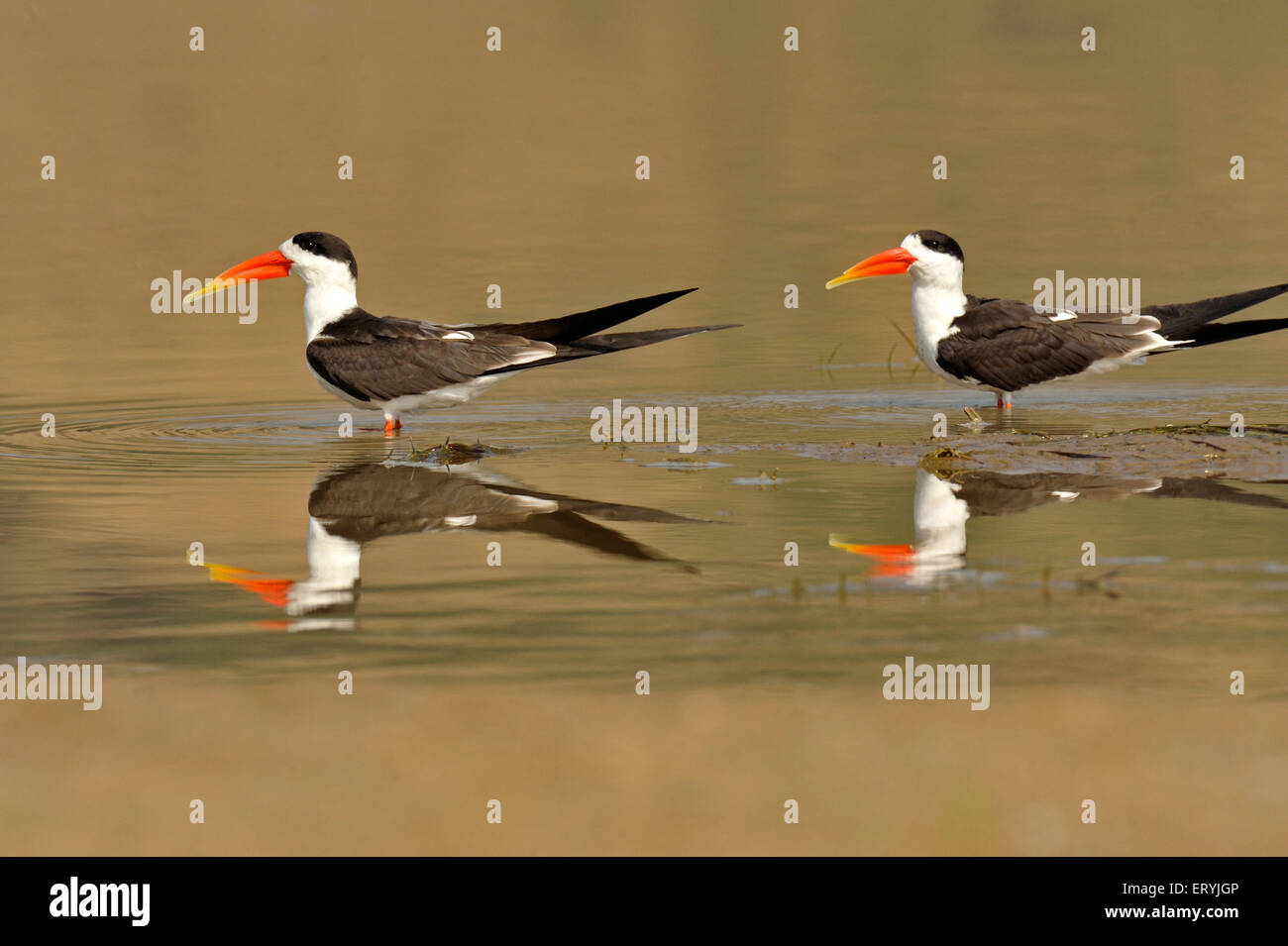 Indischer Skimmer, indische Schere Bill, rynchops albicollis, Chambal; Rajasthan; Indien, Asien Stockfoto