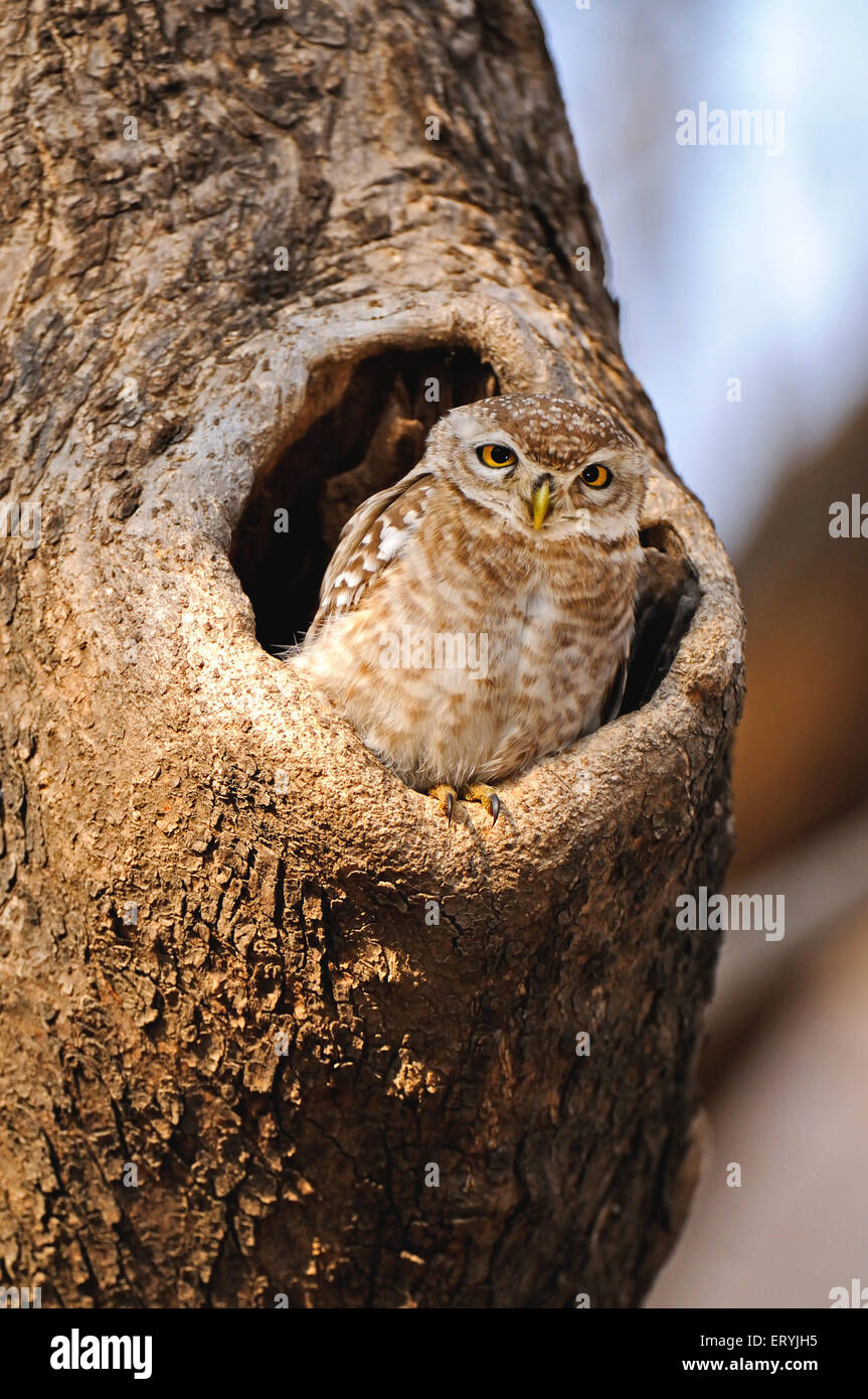 Gefleckte Owlet Athene Brama starrte aus Nest im Baum; Ranthambore Nationalpark; Rajasthan; Indien Stockfoto