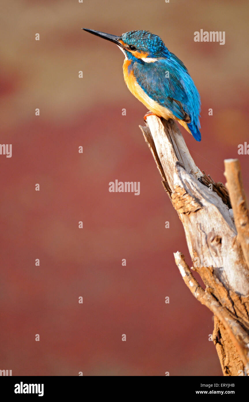 Gemeiner Eisvogel, alcedo atthis eurasischen, sitzt auf Zweig, Ranthambore Nationalpark, Sawai Madhopur, Ranthambhore, Rajasthan, Indien, Asien Stockfoto