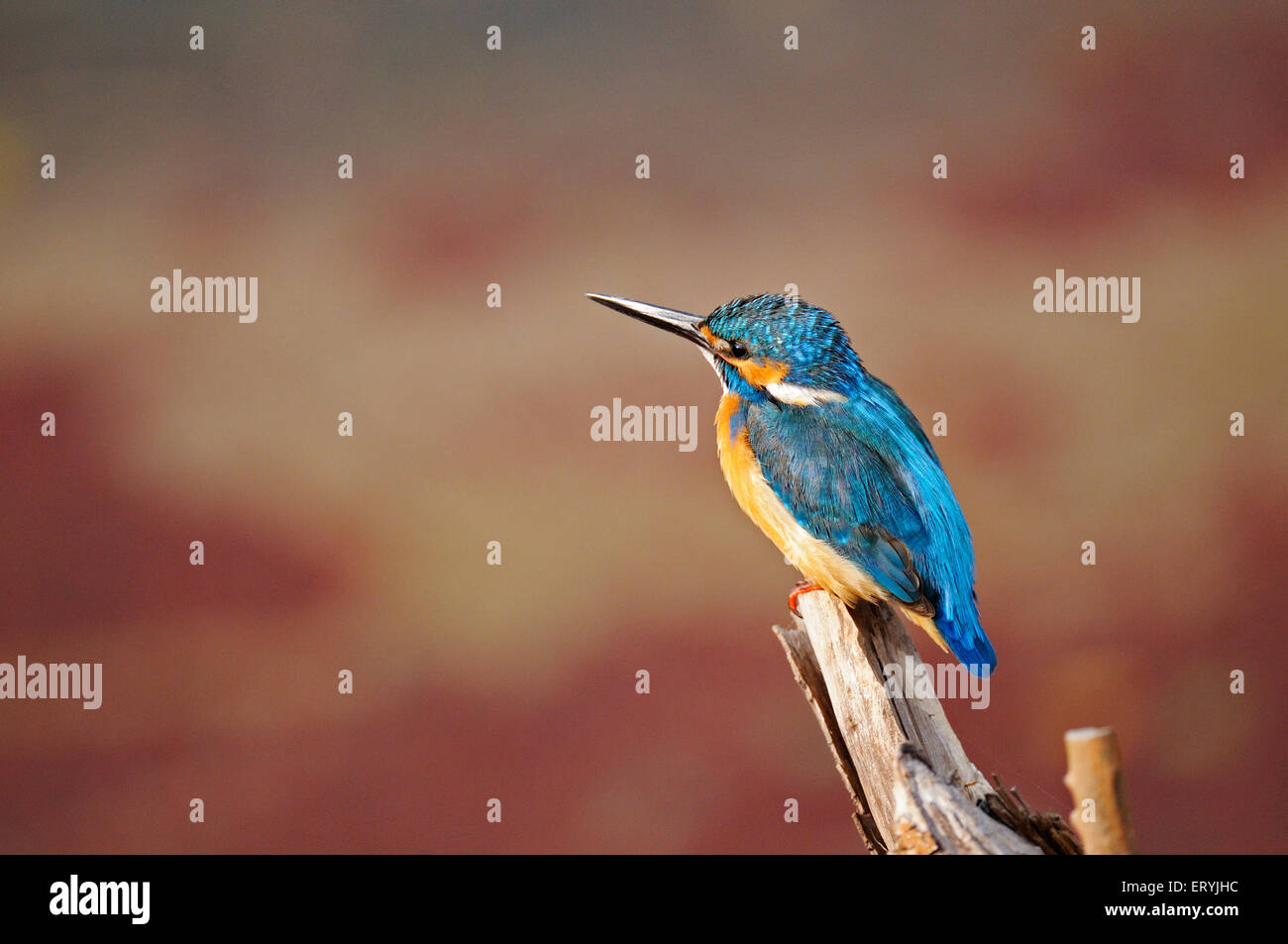 Eisvogel Alcedo Atthis eurasischen Eisvogel Fluss Eisvogel sitzt Zweig Ranthambore Nationalpark Rajasthan Stockfoto