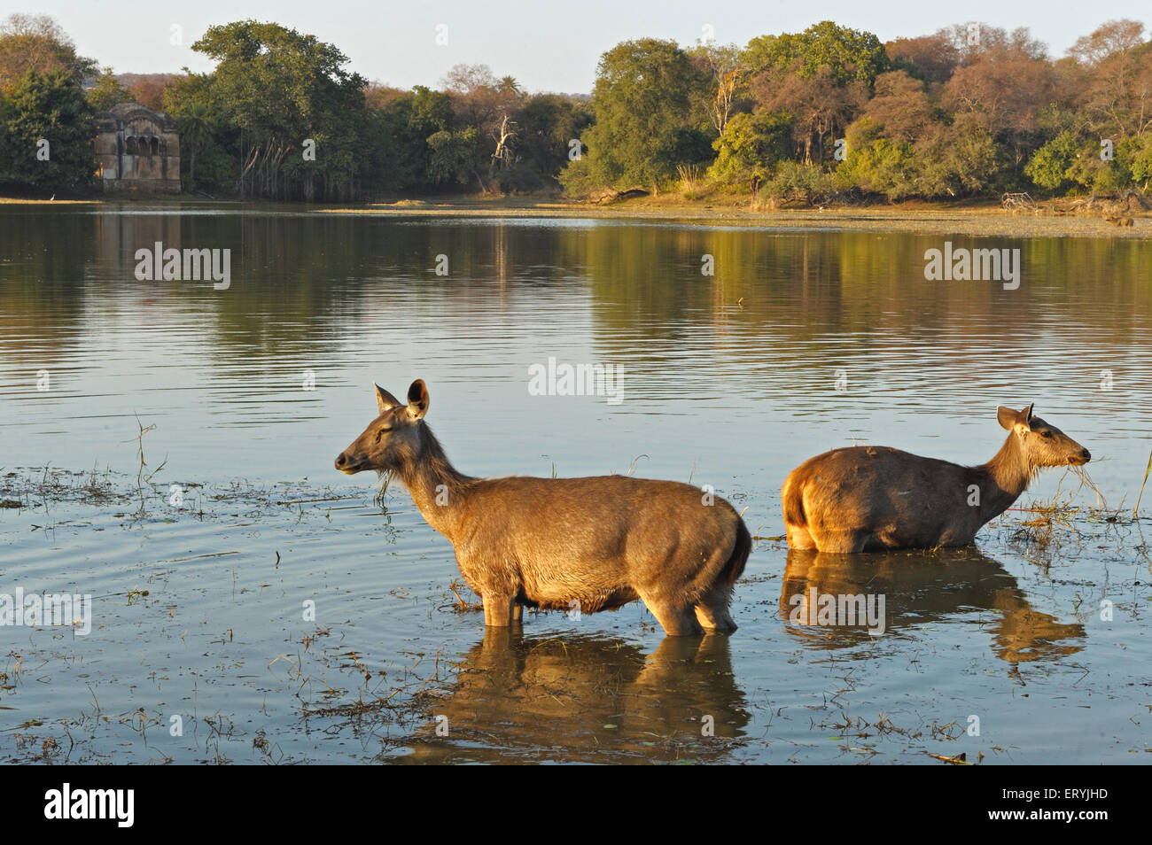 Sambar männliche Hirsch Cervus unicolor Niger Beweidung in See; Ranthambore Nationalpark; Rajasthan; Indien Stockfoto