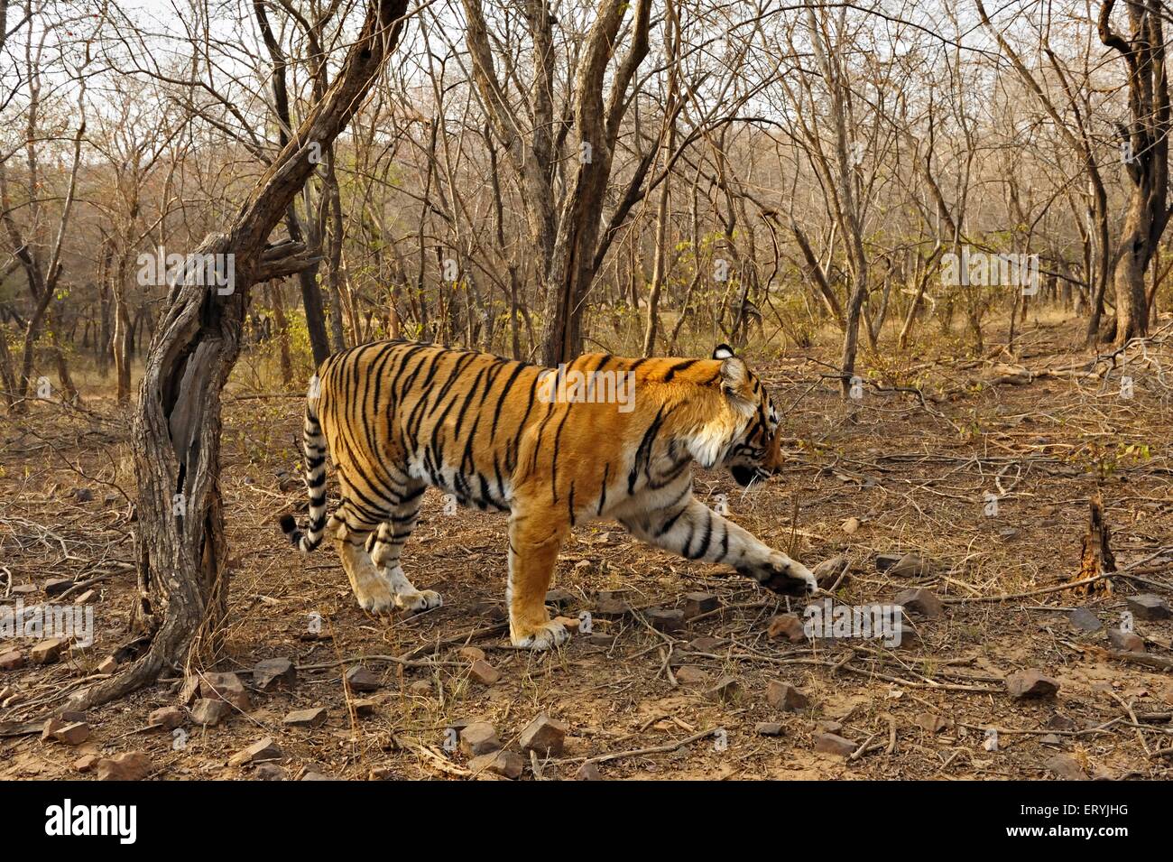 Tiger-Panthera Tigris Tigris bewegt sich in trockenen laubwechselnden Wald von Ranthambore Nationalpark; Rajasthan; Indien Stockfoto