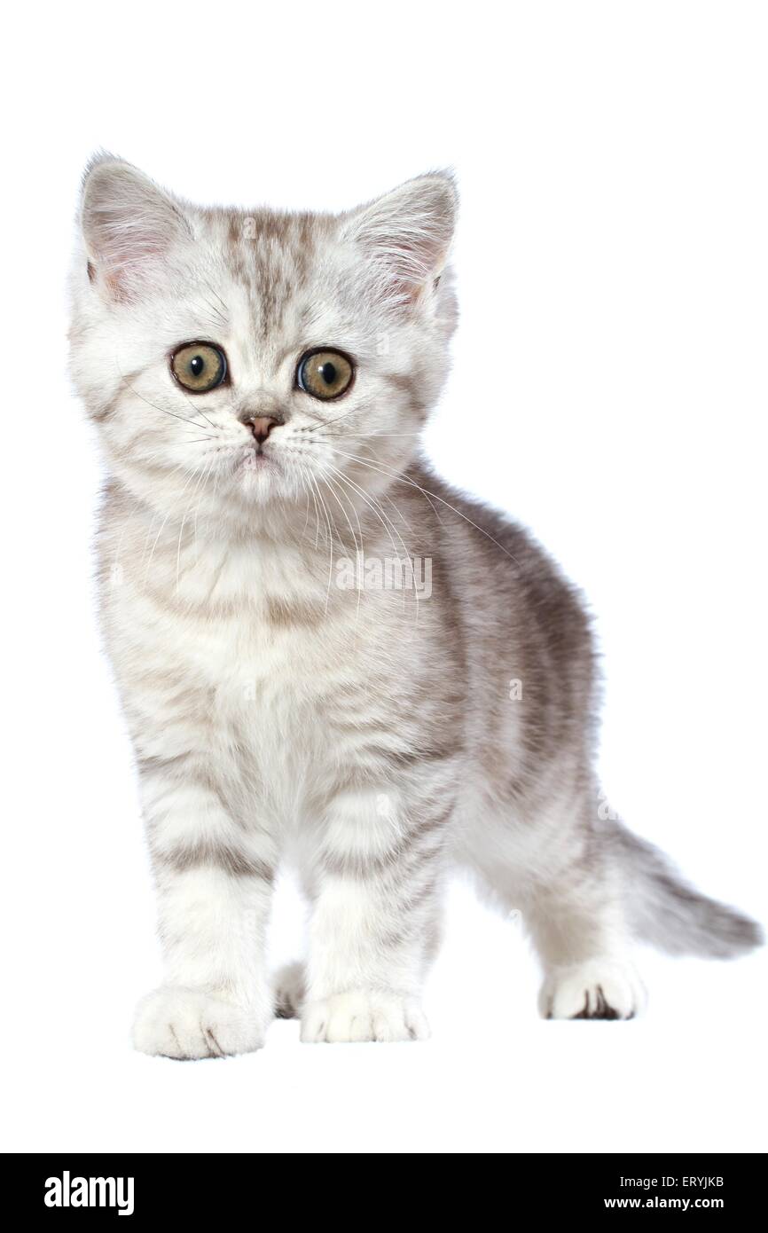 stehende Exotic Shorthair Kitten Stockfoto