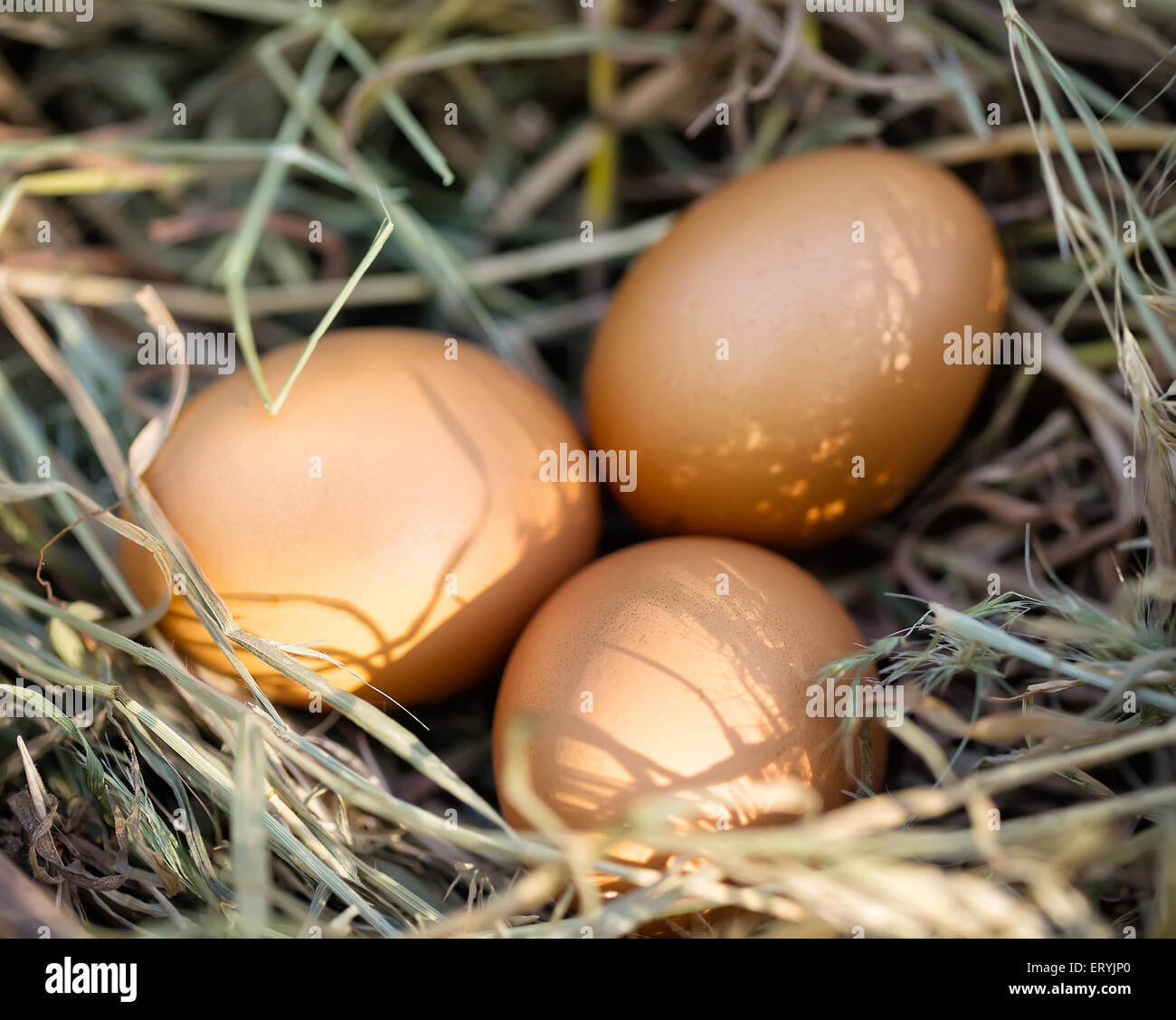 Drei braune Hühnereier im Stroh liegend Stockfoto