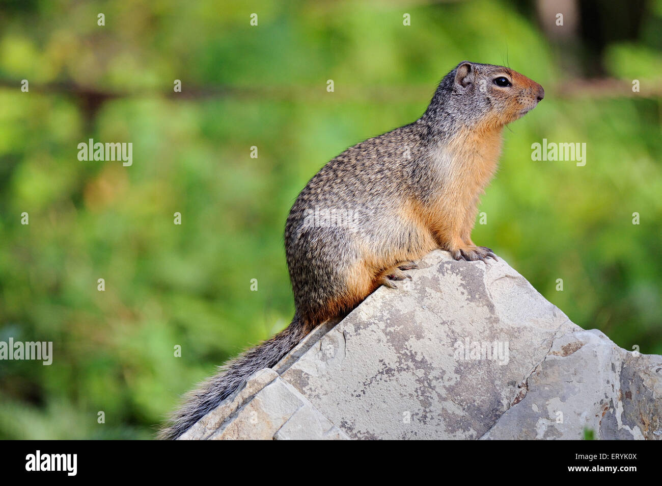 Columbian Boden Eichhörnchen , spermophilus columbianus , Glacier Nationalpark ; Montana , USA , Vereinigte Staaten von Amerika Stockfoto